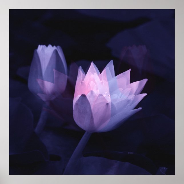 Affiche L'amour des lis.... (Devant)