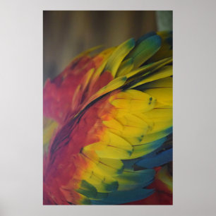 Affiche L'amour guacamaya