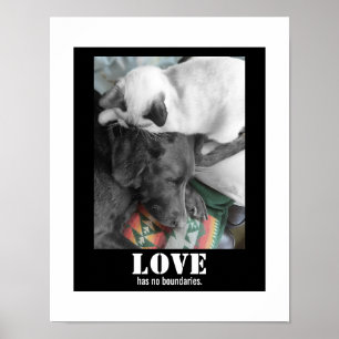 Affiche L'amour n'a pas de frontières Photo de chat et de 