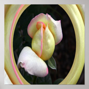 Affiche L'Amour Rose de la Paix....