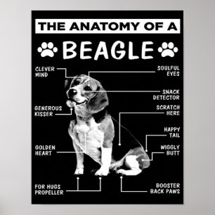 Affiche L'anatomie   Chien Beagle   Chien drôle