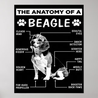 Affiche L'anatomie | Chien Beagle | Chien drôle