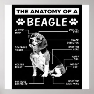 Affiche L'Anatomie D'Un Chien Beagle