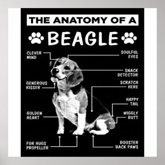 Affiche L'Anatomie D'Un Chien Beagle