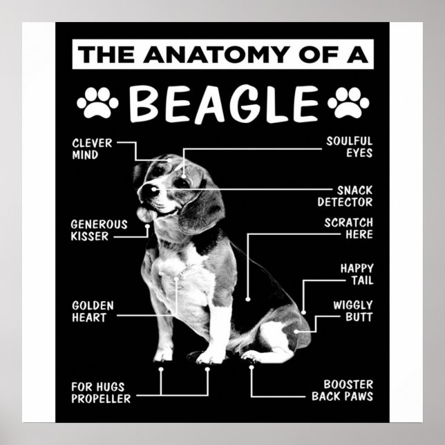 Affiche L'Anatomie D'Un Chien Beagle (Devant)