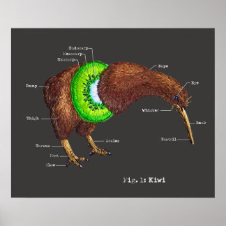 Affiche L'anatomie d'un Kiwi