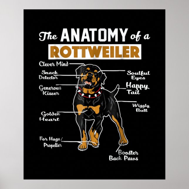 Affiche L'Anatomie D'Un Rottweiler | AMOUREUX DES CHIENS C (Devant)