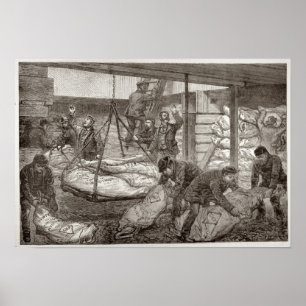 Affiche Landing Australian Frozen Meat