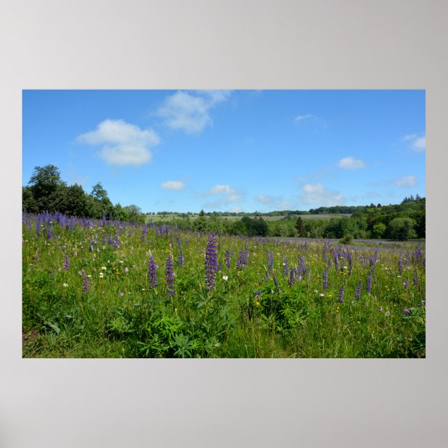 Affiche Landscape with lupins  - (Devant)