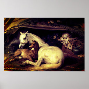 Affiche Landseer Les Chevaux De Tente Arabes