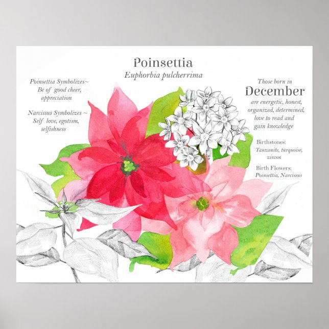 Affiche Langage des fleurs de naissance de décembre (Devant)