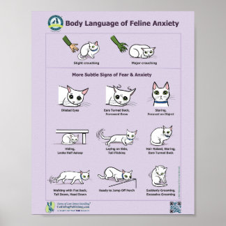 Affiche Langage du corps de l'anxiété Feline