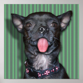 Affiche Langue Chihuahua Chien