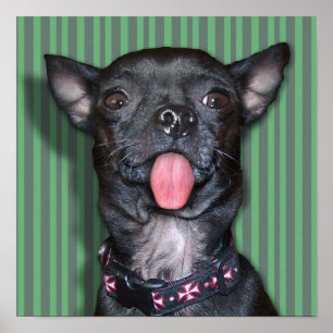 Affiche Langue de chien Chihuahua
