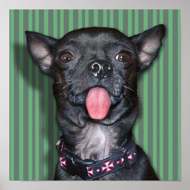 Affiche Langue de chien Chihuahua (Devant)