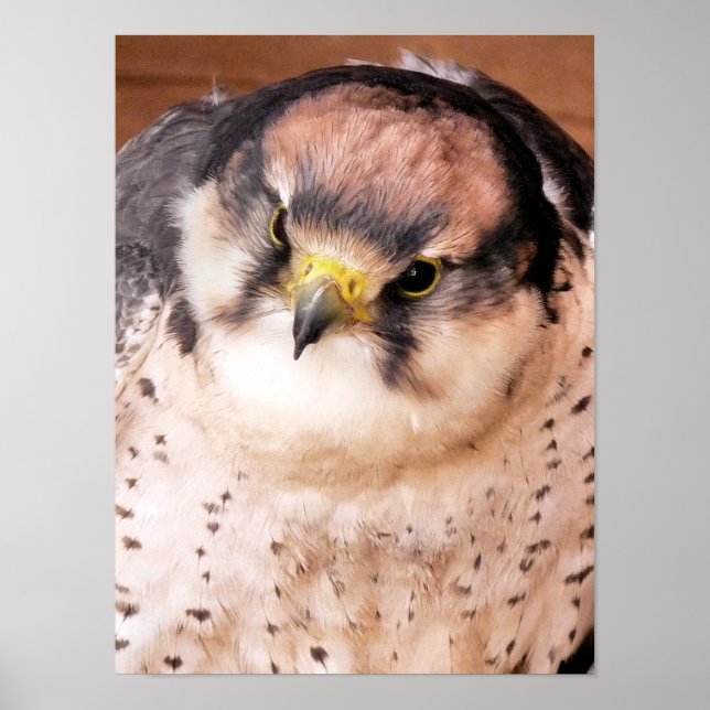 AFFICHE LANNER FALCON BIRD (Devant)