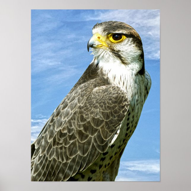 Affiche Lanner Falcon perché (Devant)