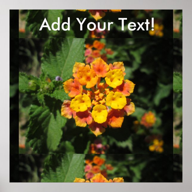 Affiche Lantana (Devant)