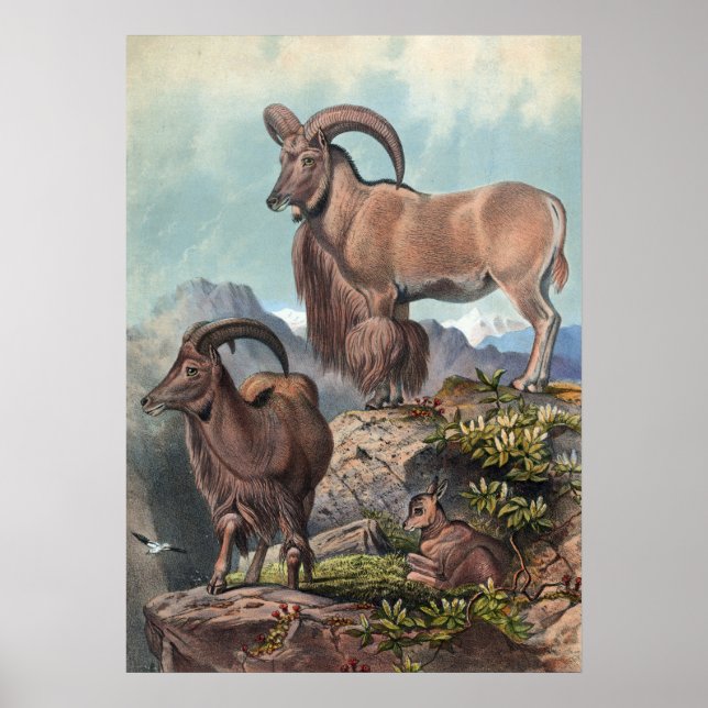 Affiche L'Aoudad de Joseph Wolf (Devant)