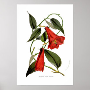 Affiche Lapageria rosea