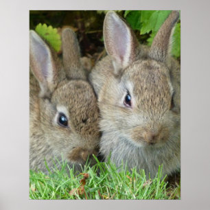 Affiche Lapin