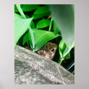 Affiche Lapin bébé