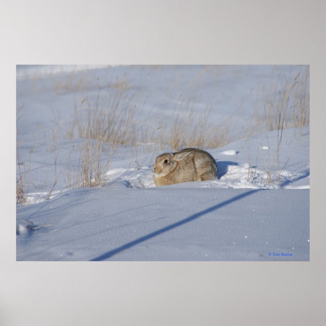 Affiche Lapin Cottontail R5 dans la neige (Devant)