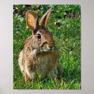 Affiche Lapin de Floride (Sylvilagus floridanus), un très