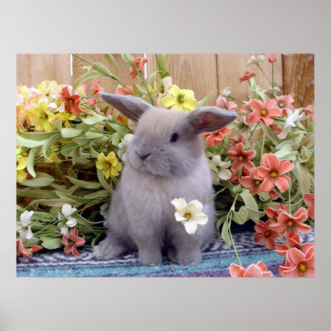 Affiche Lapin de Holland Lop sur un (Devant)