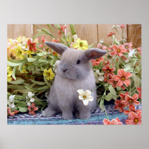 Affiche Lapin de la Hollande Lop sur a