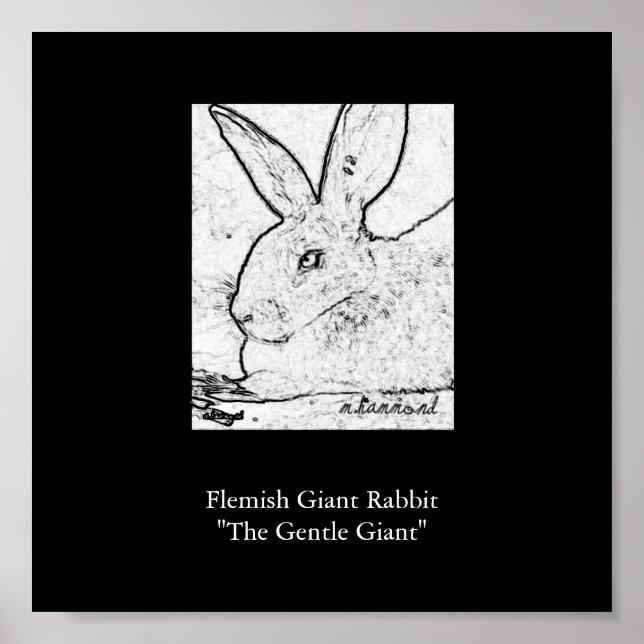 Affiche Lapin Géant Flamand"Le Géant Géant Géant Géant Géa (Devant)