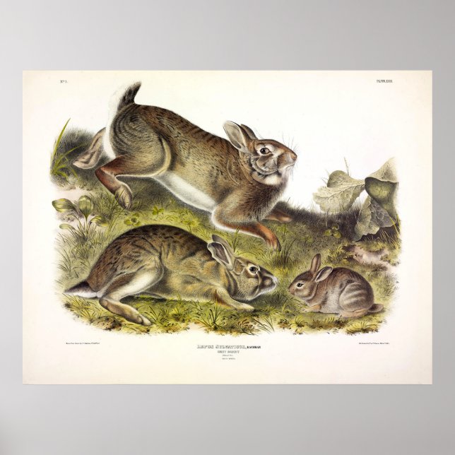 Affiche Lapin gris / Cottontail oriental par Audubon (Devant)