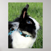 Affiche Lapin noir et blanc Zazzle.fr