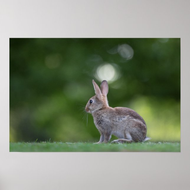 Affiche Lapin Lapin Photo Faune (Devant)