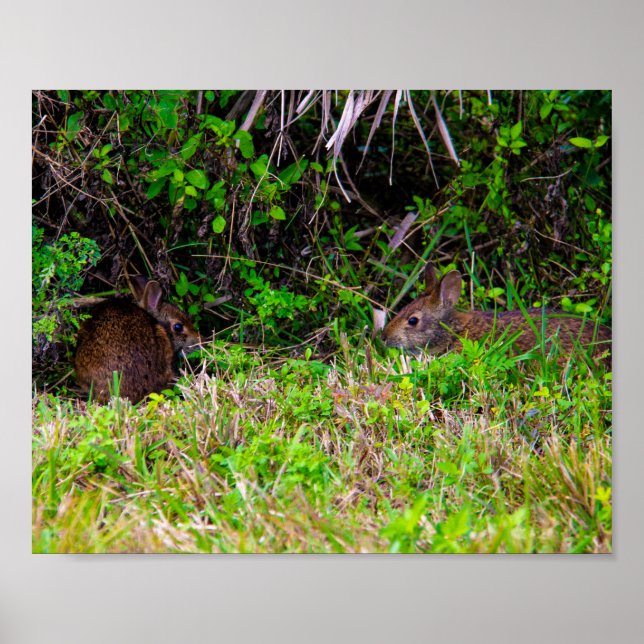 Affiche Lapin lapins mignonne nature (Devant)