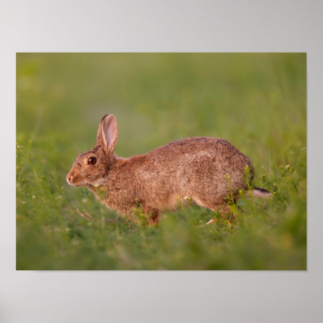 Affiche Lapin sur l'affiche de prairie (Devant)