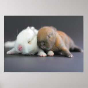 Affiche Lapins nains de Netherland