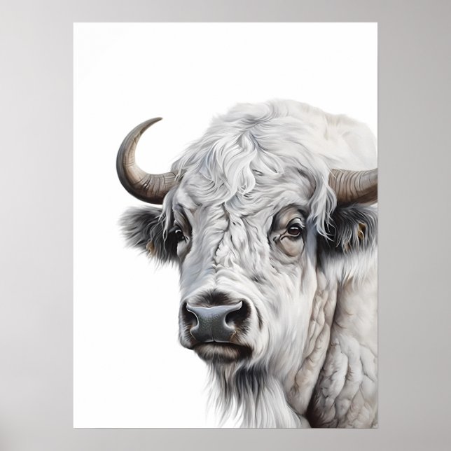Affiche L'aquarelle de Bison Blanc (Devant)