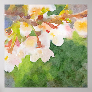 Affiche L'aquarelle Sakura de fleurs de cerisier fleurit