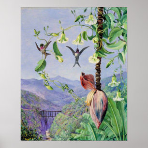 Affiche L'aqueduc de Morro Velho