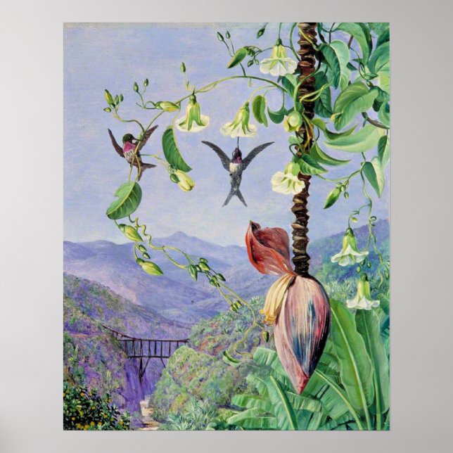 Affiche L'aqueduc de Morro Velho (Devant)