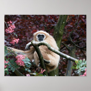 Affiche Lar Gibbon, la retraite à la traîne