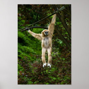 Affiche Lar Gibbon suspendu de l'arbre