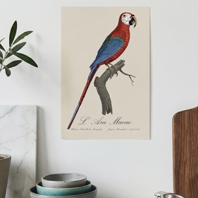 Affiche L'Ara Macao / Macao rouge et vert (Red-and-green Macaw, Ara chloropterus. Poster)