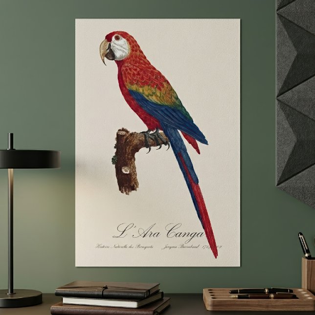 Affiche L'Ara Macao / Scarlet Macaw (Scarlet Macaw or Red-Breasted Macaw, Ara macao. Poster)