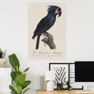 Affiche L'Ara Noir a Trompe / Palm Cockatoo