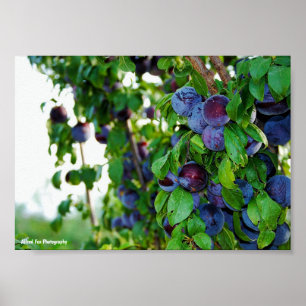 Affiche L'arbre à prunes pourpre