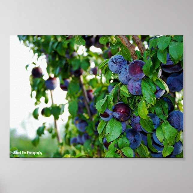 Affiche L'arbre à prunes pourpre (Devant)