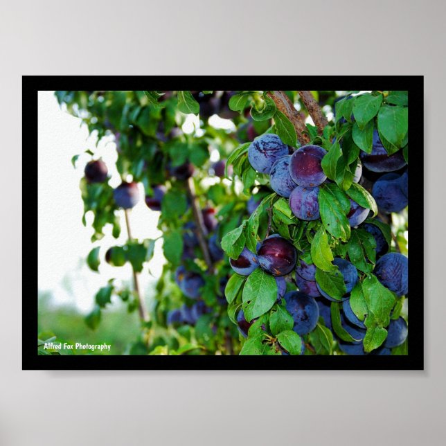 Affiche L'arbre à prunes pourpre (Devant)