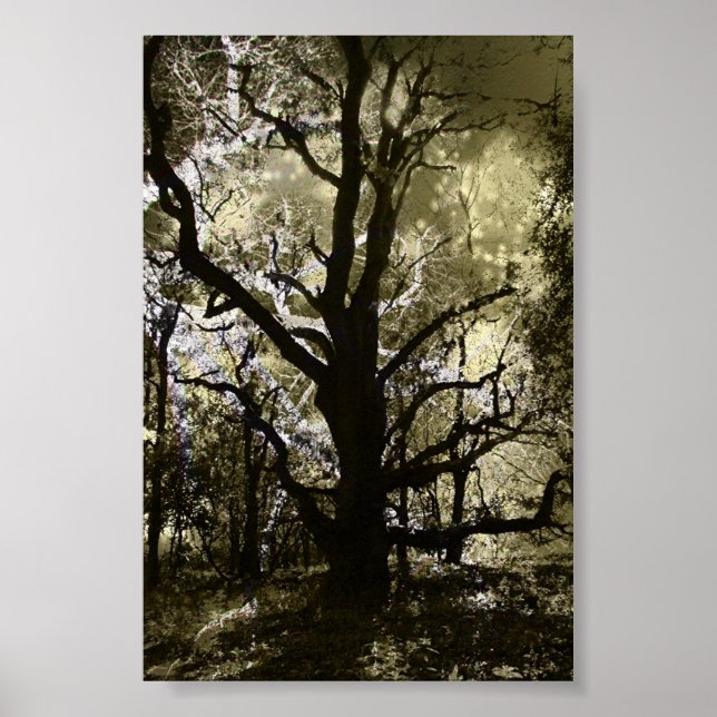 Affiche L'arbre hanté (Devant)